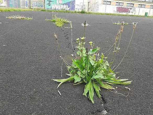 Spitzwegerich entsiegelt eine Fläche in Bremen-Findorff