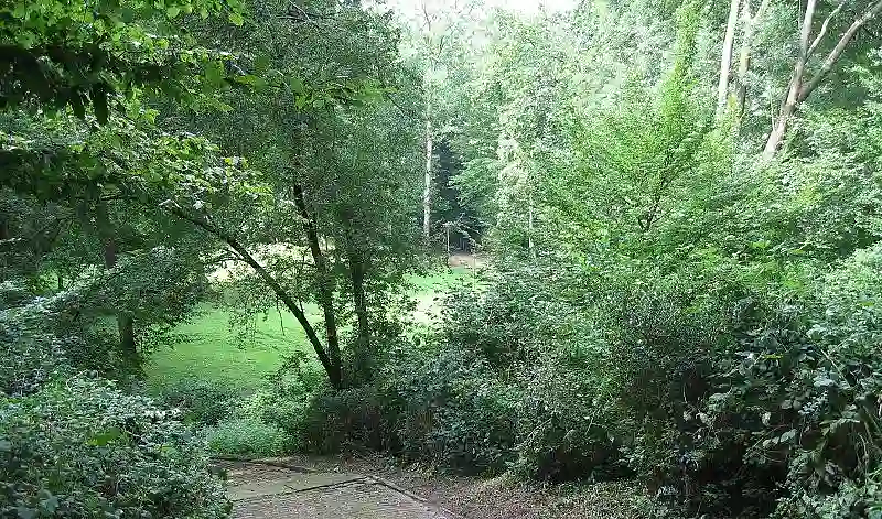 Das Foto zeigt den Blick vom oberen Teil des H&uuml;gels in ein dichtes Buschwerk