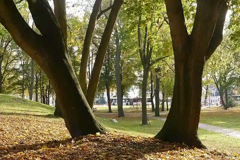 Das Foto zeigt herbstbelaubte B&auml;ume im Park