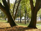 Das Foto zeigt herbstbelaubte Bäume im Park