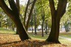 Das Foto zeigt herbstbelaubte Bäume im Park