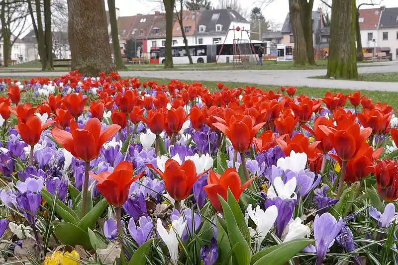 Das Foto zeigt Tulpen und Krokusse im Huckelrieder Park