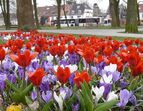 Das Foto zeigt Tulpen und Krokusse im Huckelrieder Park