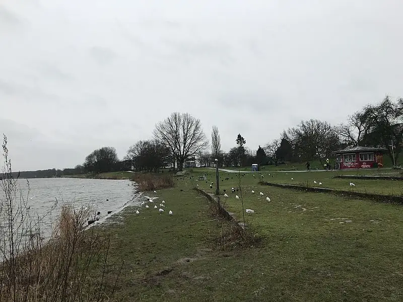 Die zugewachsene Pflasterfl&auml;che im Uferbereich (2020)