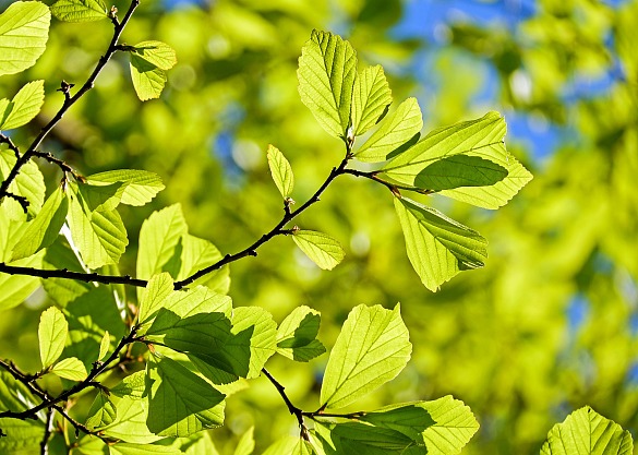 Blick ins Laubdickicht eines Baumes bei Sonnenschein als symbolisches Bild für Klimaquartier