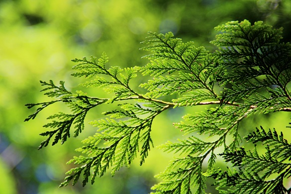 Grüner Zweig als Beispielbild für Wald