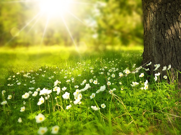 Wiese im Gegenlicht